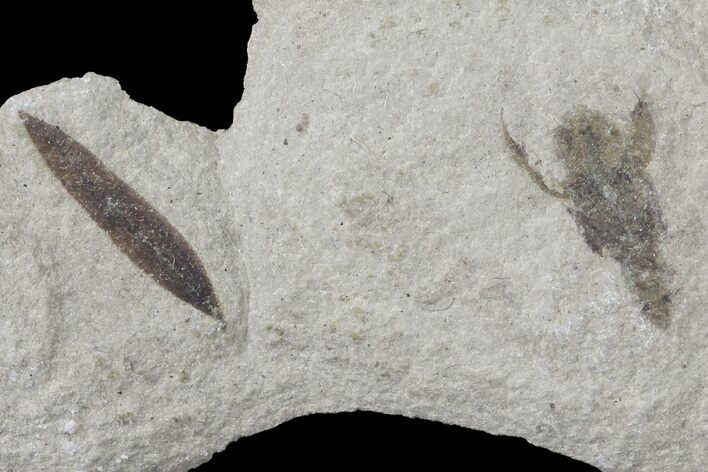 Fossil Leaf And Grasshopper - Green River Formation #109202